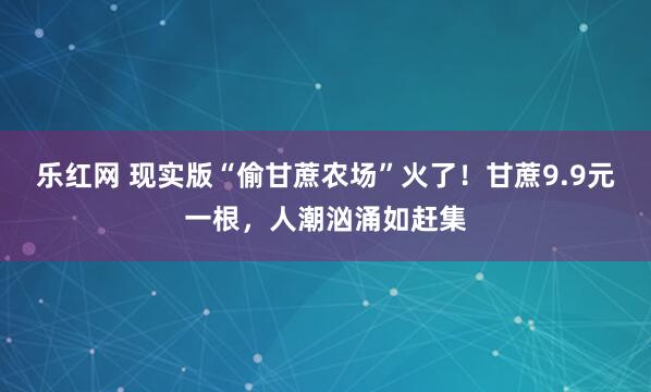 乐红网 现实版“偷甘蔗农场”火了！甘蔗9.9元一根，人潮汹涌如赶集
